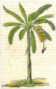 bananier et sa popote - gravure du 19ème siècle
