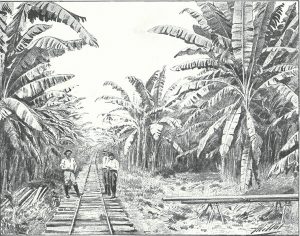Voie ferrée à travers une plantation de bananiers au Costa-Rica. Crédits : L'Illustration, mai 1903