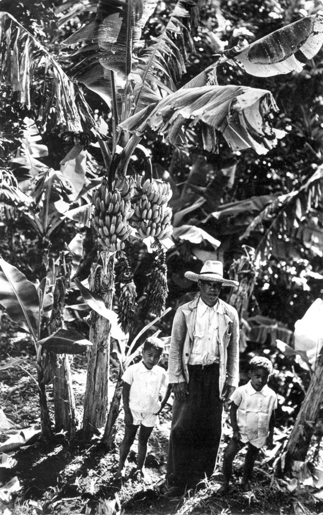 La banane antillaise, une agriculture familiale 