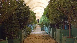 Galerie principale de l'Orangerie et ses allées d'orangers. Crédits : Châteaux de Versailles