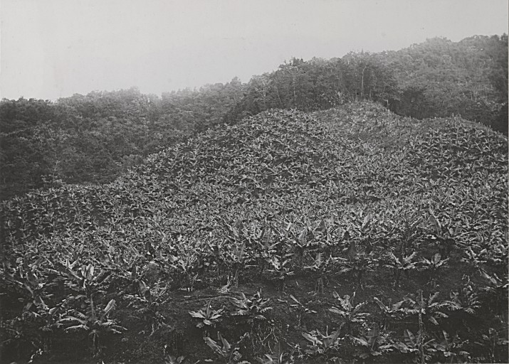 Plantation de bananes Propreté, Morne-Rouge (Martinique)