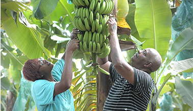 Les bananes plantains de Martinique restent sous surveillance