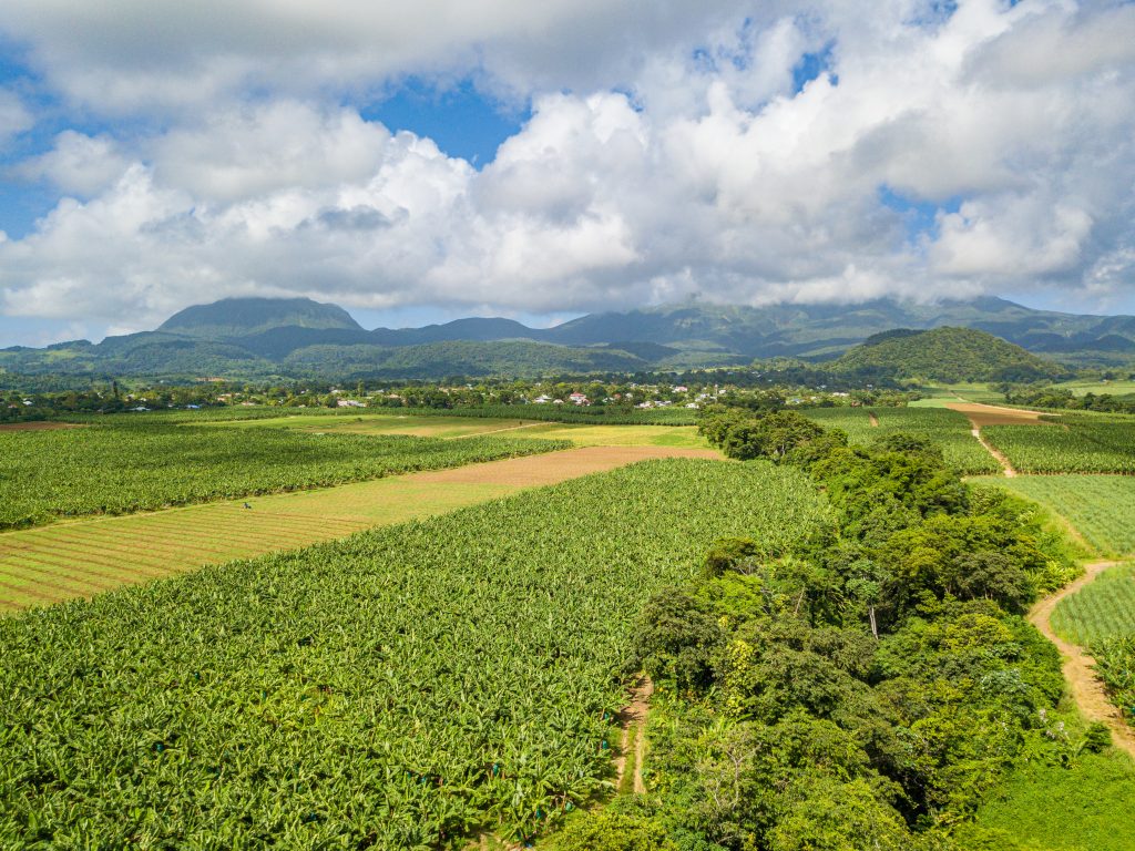Bananeraie en Guadeloupe
